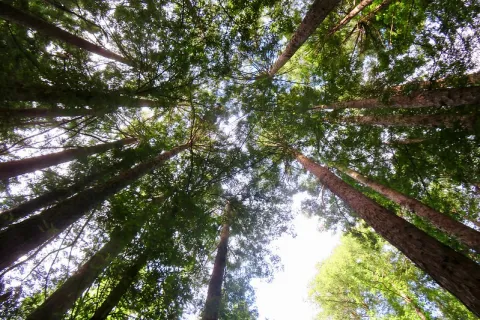 Looking up at the trees